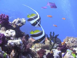 HARMONY

"Moorish Idols" in Soma Soma Straits of Fiji by Lyle Helm 